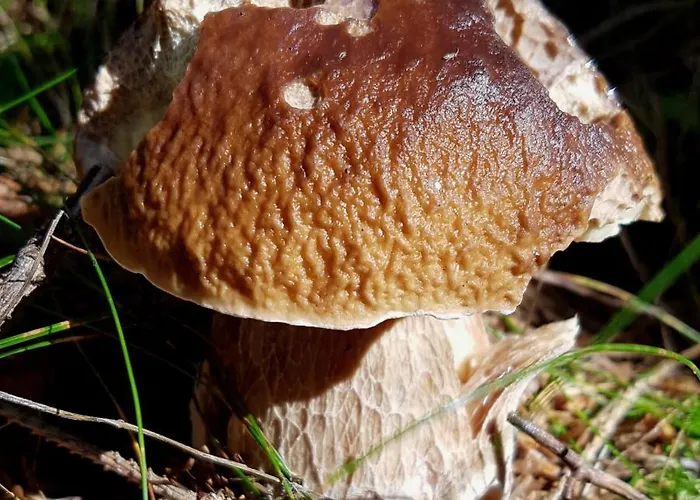 Pensiony A V Kempu Indiana * Edrovice